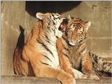 Tiger kids also love the mud - mom (clean) and  kid (dirty) in Hagenbeck