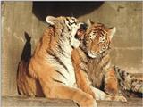 Tiger kids also love the mud - mom (clean) and  kid (dirty) in Hagenbeck