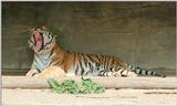 So many year 2000 negatives still to scan - and what Daddy Tiger thinksabout it :-)