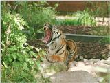 From my recent Wilhelma Zoo trip - Tuan the Sumatran tiger says 