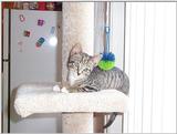 RDS Tigger1.jpg - tigger1.jpg (1/1)