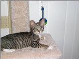 RDS Tigger3.jpg - tigger3.jpg (1/1)