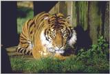 Tijger=01=