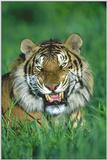 Tijger=03=