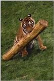 Tijger=04=