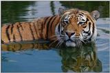 Tijger=05=