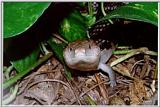 Blue Tongue Skink