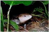 Blue tongued skink