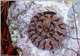 Pics from the Largest Timber Rattlesnake Den in Virginia  [1/5] - Timber Rattlesnake  (Crotalus ...