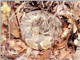 Pics from the Largest Timber Rattlesnake Den in Virginia  [2/5] - Timber Rattlesnake  (Crotalus ...