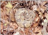 Pics from the Largest Timber Rattlesnake Den in Virginia  [3/5] - Timber Rattlesnake  (Crotalus ...