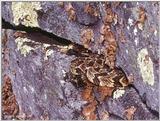 Pics from the Largest Timber Rattlesnake Den in Virginia  [4/5] - Timber Rattlesnake  (Crotalus ...