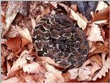 Pics from the Largest Timber Rattlesnake Den in Virginia  [5/5] - Timber Rattlesnake  (Crotalus ...