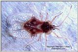 Tingidae - ktatlow@xta.com.jpg