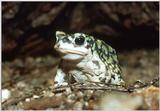 Tiny Frog - Sonoran Green Toad (Bufo retiformis)