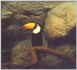 Toco Toucan