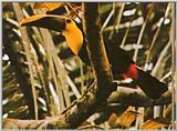 Toecan - Black-mandibled Toucan???