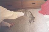 ocicat