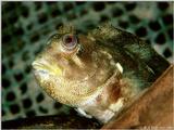 Tompot Blenny (Parablennius gattorugine)