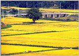TongroPhoto-a15-KoreanCow-AutumnRiceField.jpg