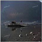 TongroPhoto-a29-KoreanCow-OnShip.jpg