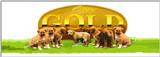 TongroPhoto-f36-Dog-8puppies.jpg