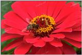 Tongro Photo-g27-Korean Insect-Honeybee