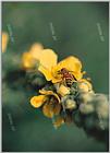 Tongro Photo-g75-Korean Insect-honeybee