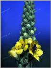 Tongro Photo-h74-Korean Insect-honeybee