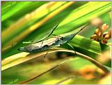 Tongro Photo-h83-Korean Insect-grasshoppers
