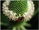 Tongro Photo-h95-Korean Insect-Honeybee