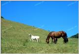 Korean Horse (Cheju Island)