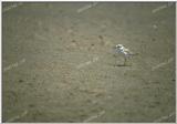 TongroPhoto-i13-sandpiper.jpg