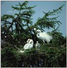 TongroPhoto-i14-WhiteEgretsFamily.jpg