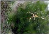 TongroPhoto-i17-KoreanSpider-OnWeb.jpg
