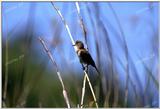 TongroPhoto-i19-Sparrow.jpg