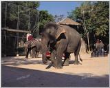 TongroPhoto-i21-AsianElephants.jpg