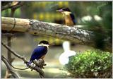 청호반새 Halcyon pileata (Black-capped Kingfisher)