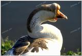 Chinese Goose (Anser cygnoides)