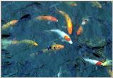 TongroPhoto-i24-SpottedGoldCarps.jpg