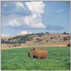 TongroPhoto-i25-Rhinoceros.jpg