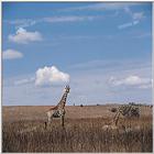 TongroPhoto-i29-2giraffes.jpg