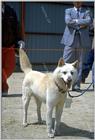 TongroPhoto-i31-JindoGae-KoreanDog-White.jpg