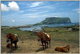 TongroPhoto-i32-KoreanHorses-ChejuIsland.jpg