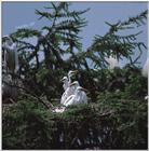 TongroPhoto-i34-WhiteEgretsFamily.jpg