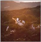 TongroPhoto-i35-WhiteEgrets.jpg