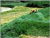 TongroPhoto-k-3-8-2KoreanCows.jpg