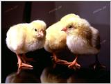 TongroPhoto-k12-3ChickenBabies.jpg