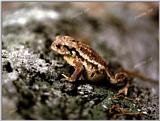 Common Toad (Korea)