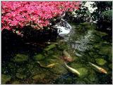 TongroPhoto-k17-4GoldCarps.jpg